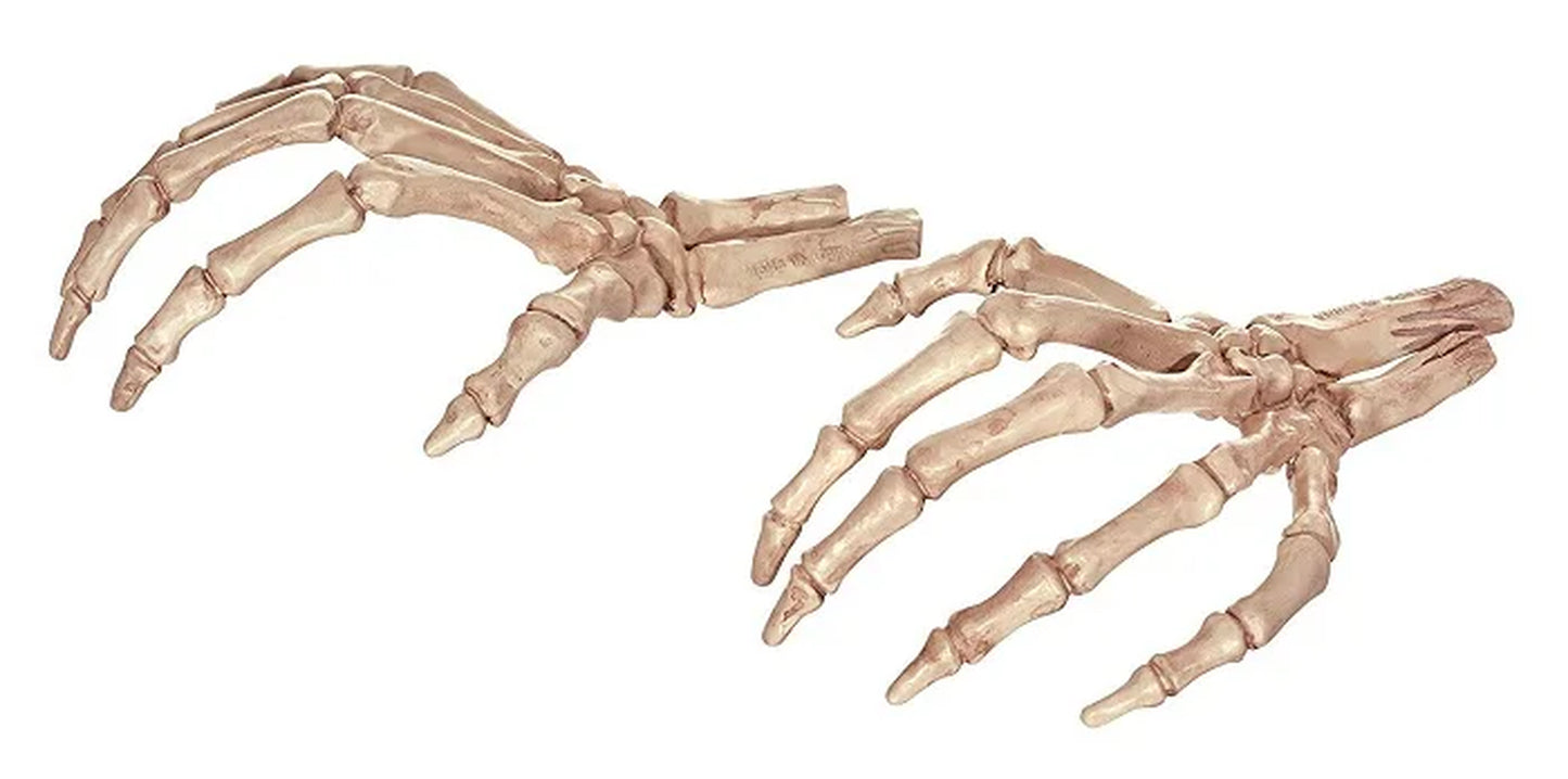 Skeleton Animal Plastic Animal Skeleton Bones 