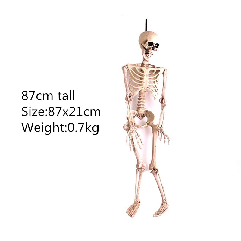 Skeleton Animal Plastic Animal Skeleton Bones 